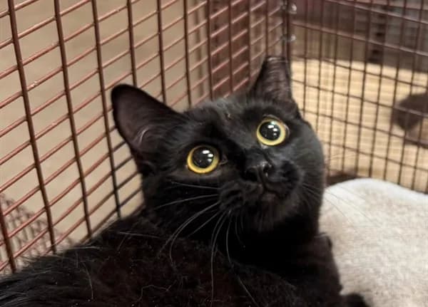 Princess - Domestic Shorthair