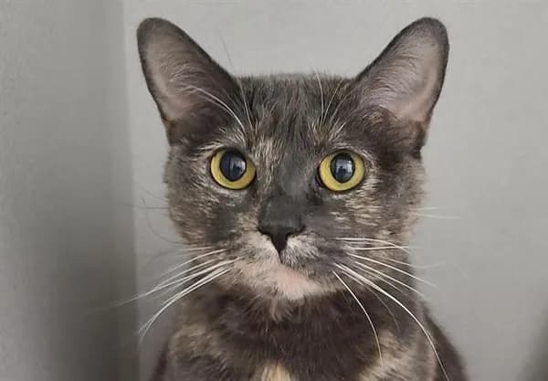 Hannah Banana* - Domestic Shorthair