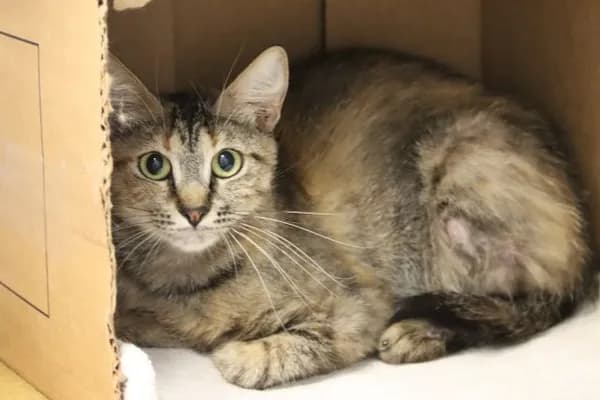 Eowyn* - Domestic Shorthair