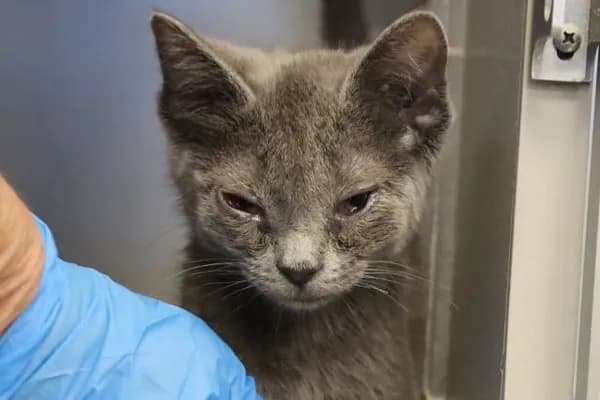 Frankie* - Domestic Shorthair