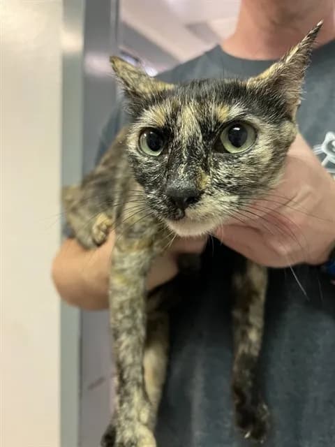 Carmel - Domestic Shorthair