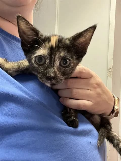 Carmalmita - Domestic Shorthair