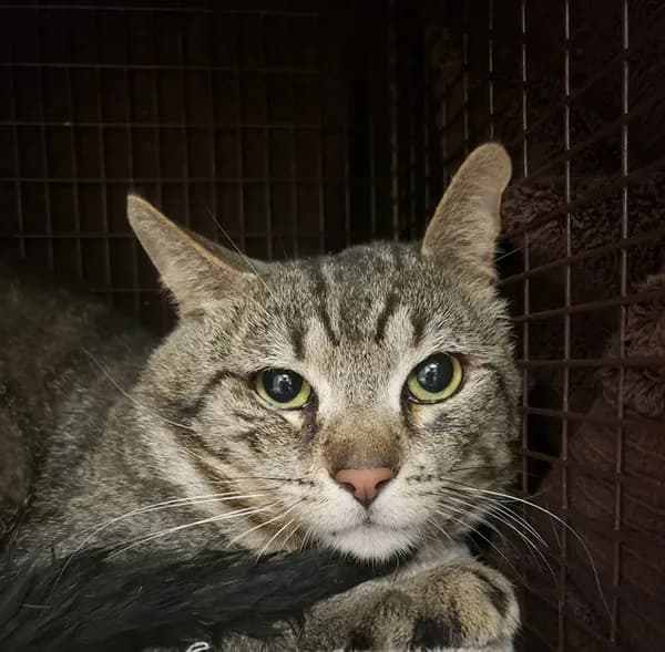 Roscoe* - Domestic Shorthair