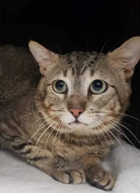 Romeo* - Domestic Shorthair