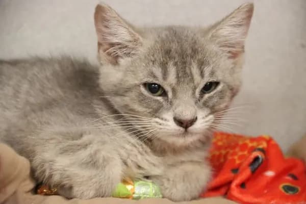 Bonnie* - Domestic Shorthair