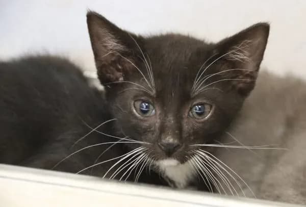 Justice* - Domestic Shorthair