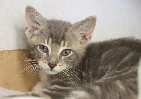 Temperance* - Domestic Shorthair