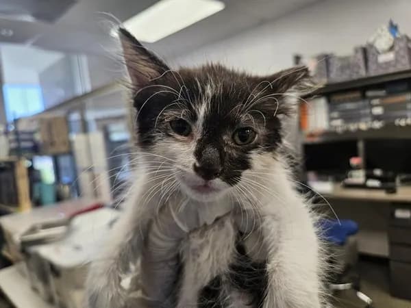 Morgan* - Domestic Shorthair