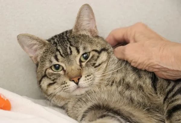 Macklemore* - Domestic Shorthair