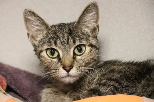 Crockpot* - Domestic Shorthair
