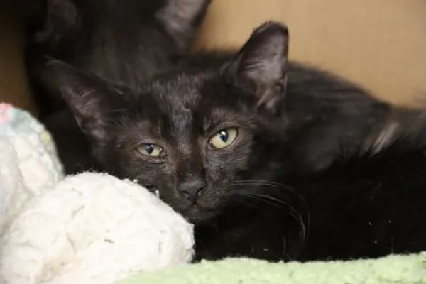 Juno* - Domestic Shorthair