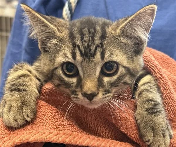 Corinita* - Domestic Shorthair