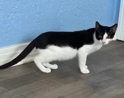 Bodie - Domestic Shorthair mix