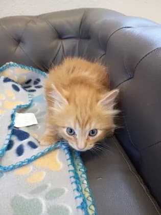 Mozzarella - photo 1