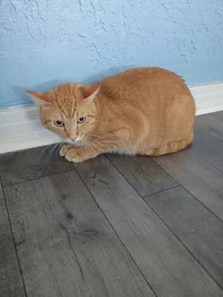 Zazu - Domestic Shorthair mix