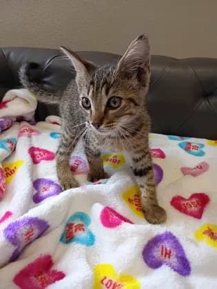 Maxie - Domestic Mediumhair mix