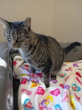 June - Domestic Shorthair mix