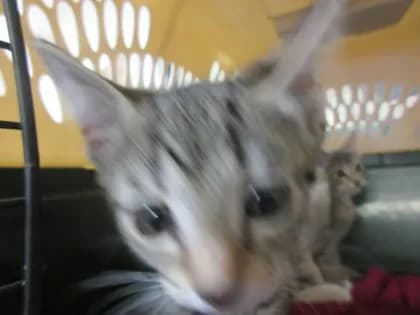 Weedori - thumbnail 2