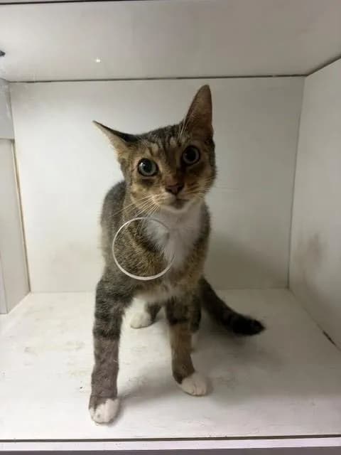 Sabrina - Domestic Shorthair