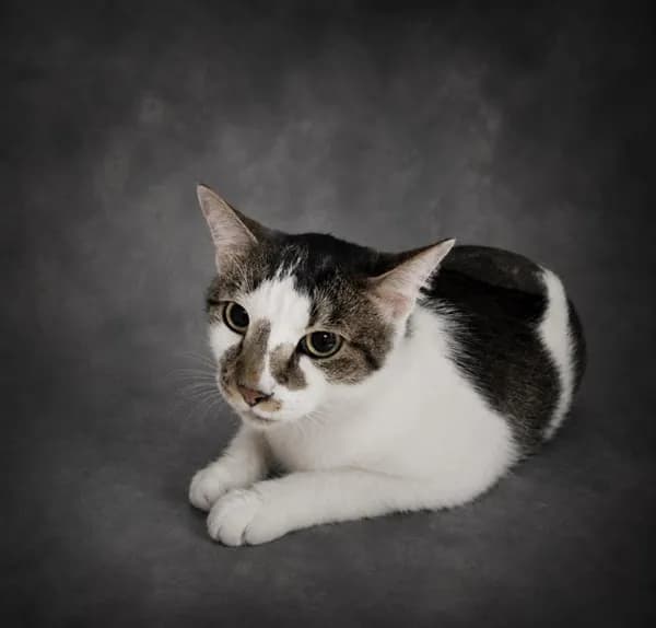 Angus - photo 1