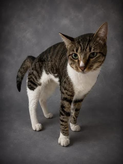 Boone - Domestic Shorthair