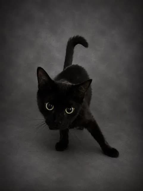Sabrina - Domestic Shorthair