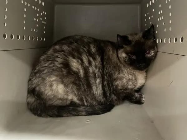 Unnamed - Siamese