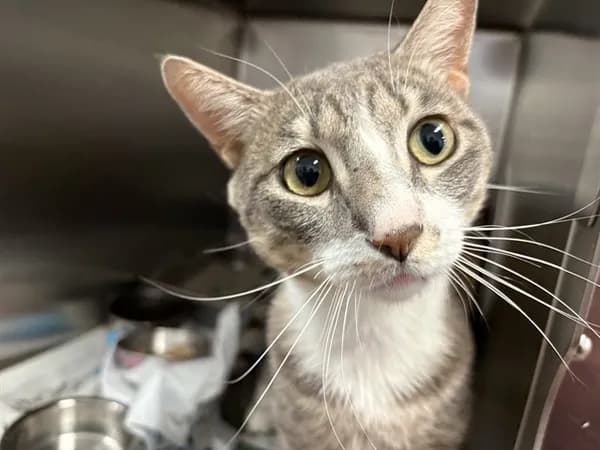 Crackle - Domestic Shorthair
