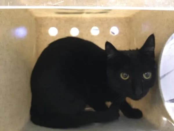 Ariel - Domestic Shorthair