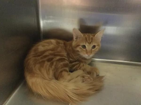 Garfield - Domestic Mediumhair