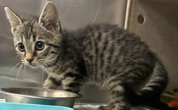 Peony - Domestic Shorthair