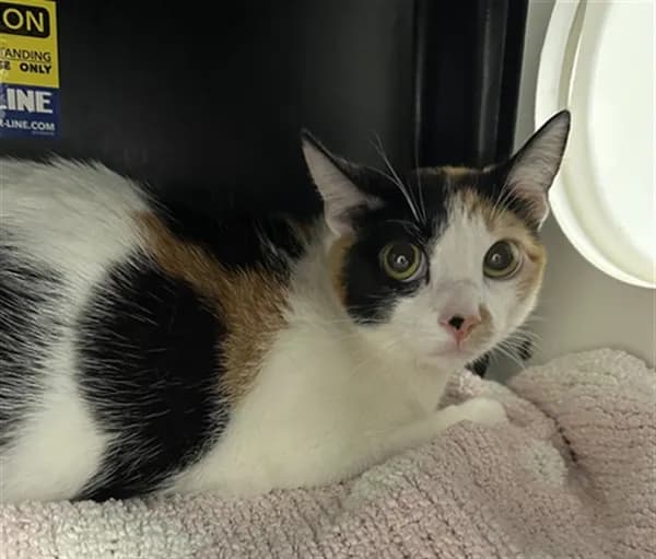 Manchitas - Domestic Shorthair
