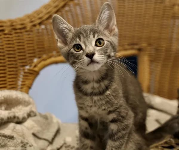 Fenrir - Domestic Longhair