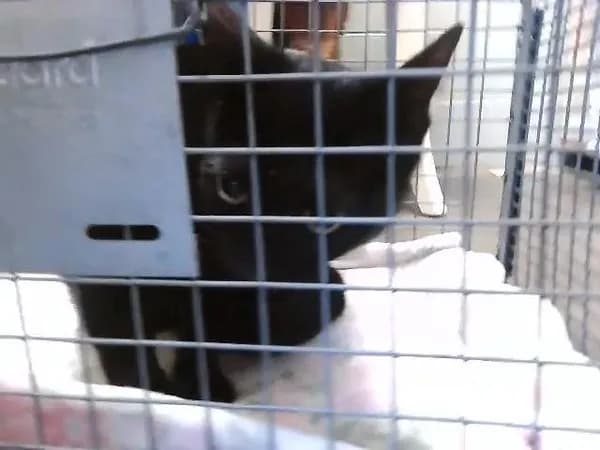 Freya - Domestic Shorthair