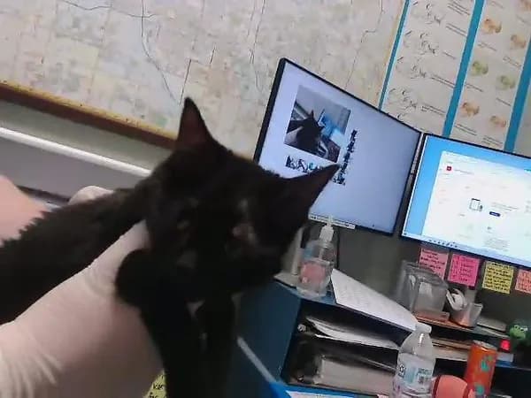 Zenna - Domestic Shorthair