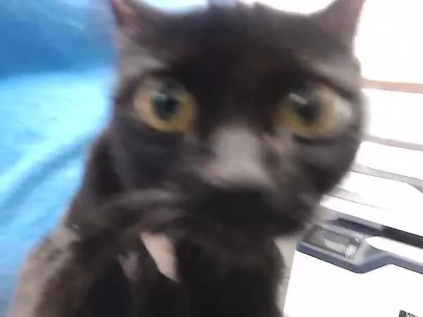 Ever - Domestic Shorthair
