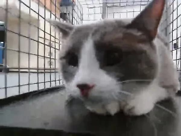 Chubs - Domestic Shorthair