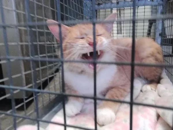 Freckles - Domestic Shorthair
