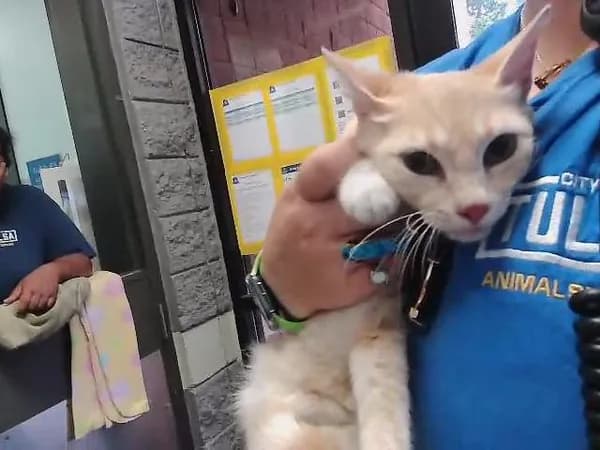 Chicken Nugget - Domestic Shorthair