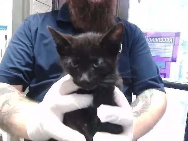 Torch - Domestic Shorthair