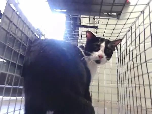Sivester - Domestic Shorthair