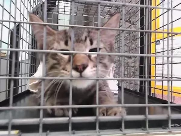 Feather Duster - Domestic Shorthair