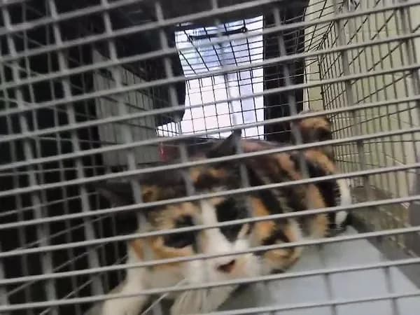 Baby - Domestic Shorthair