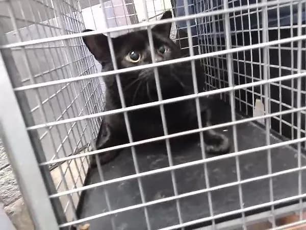 Amubis - Domestic Shorthair