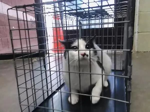 Tomy - Domestic Shorthair