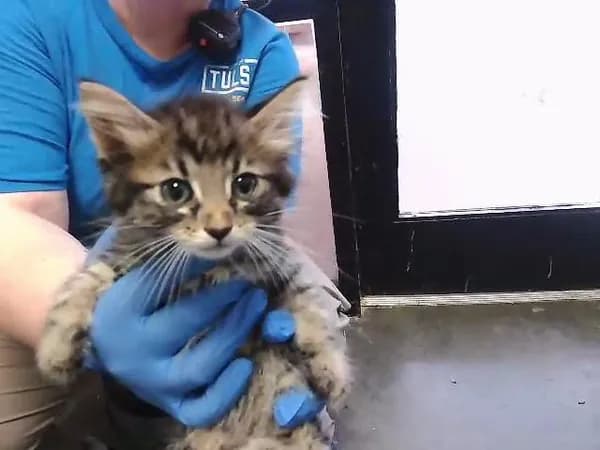 Poppy - Domestic Longhair