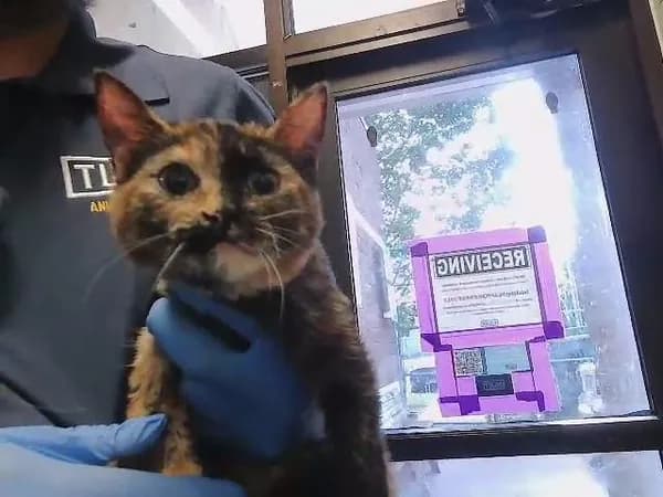 Unnamed - Domestic Shorthair