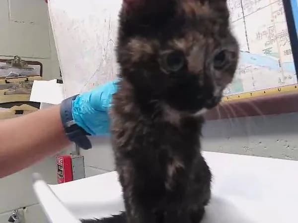 Unnamed - Domestic Shorthair