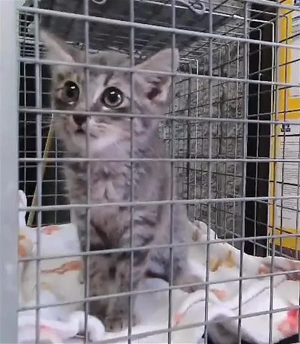 Goaly - Domestic Shorthair