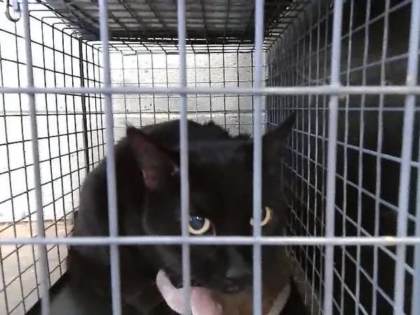 Skippy - Domestic Shorthair